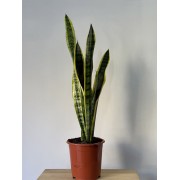 Сансевієрія 